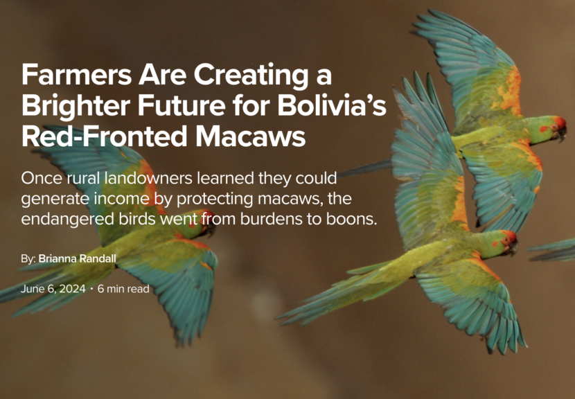 Macaws in Bolivia by Brianna Randall